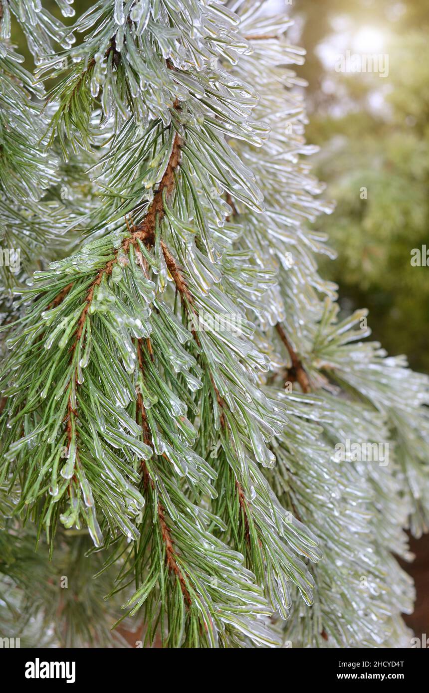 Ice on a branch of coniferous tree after a winter ice storm. Aftermath of freezing rain. Stock Photo