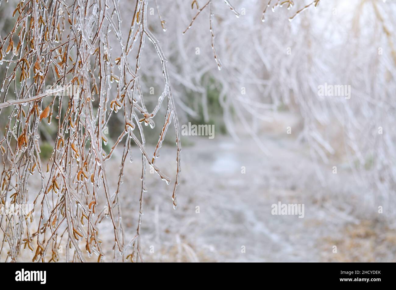 Birch branches covered in ice in the foreground after a winter ice storm. Aftermath of freezing rain. Stock Photo