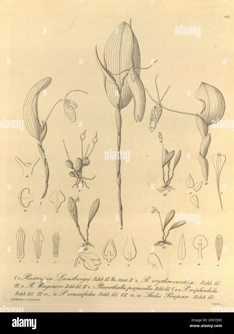Restrepia lansbergii-R. elegans-R. wageneri-Platystele perpusilla-Trichosalpinx xiphochila-Anathallis minutalis-Stelis porpax - Xenia 1-60 (1858). Stock Photo
