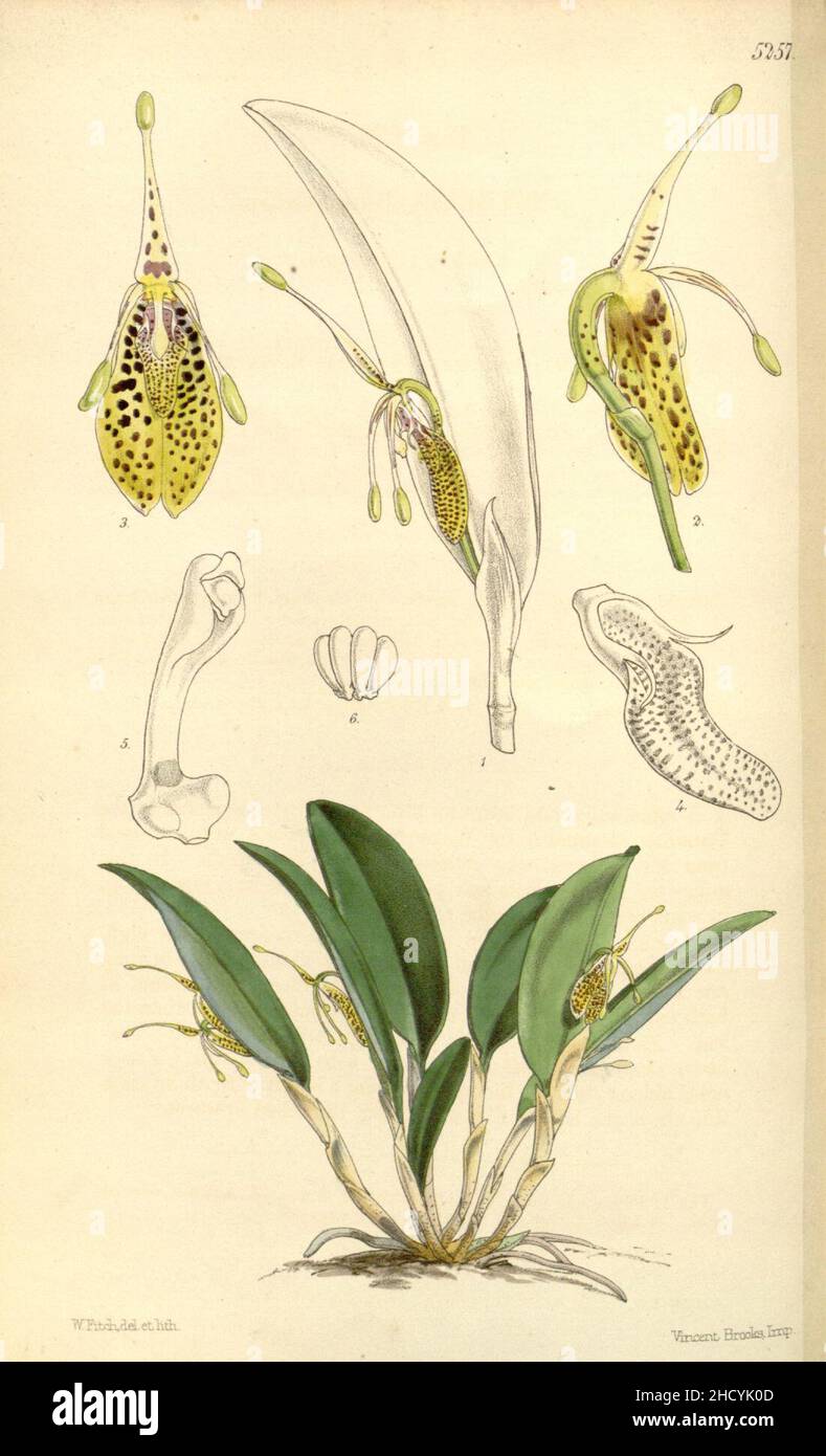 Restrepia muscifera (as Restrepia lansbergii Hook) - Curtis' 87 (Ser. 3 no. 17) pl. 5257 (1861). Stock Photo