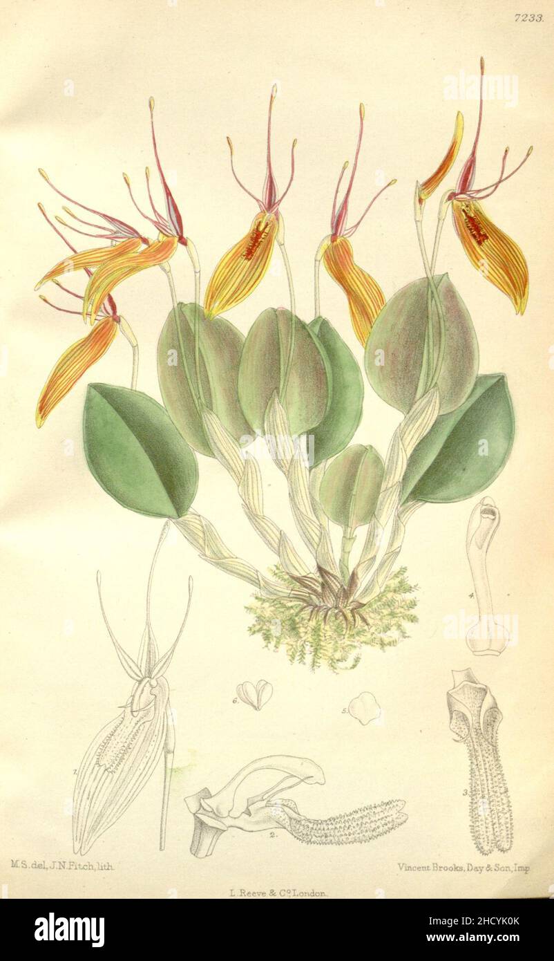 Restrepia brachypus (as Restrepia striata) - Curtis' 118 (Ser. 3 no. 48) pl. 7233 (1892). Stock Photo