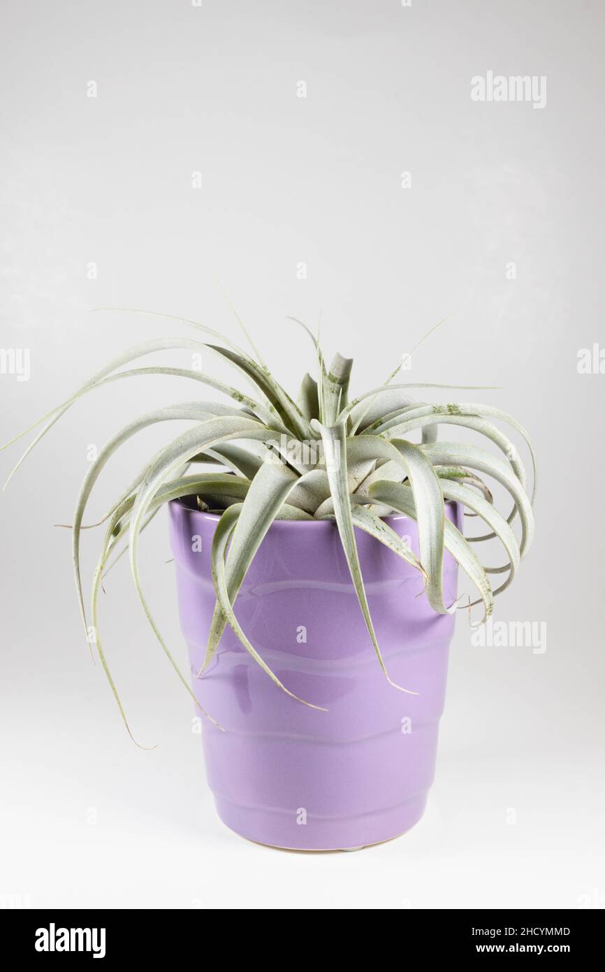 Tillandsia xerographica hi-res stock photography and images - Alamy