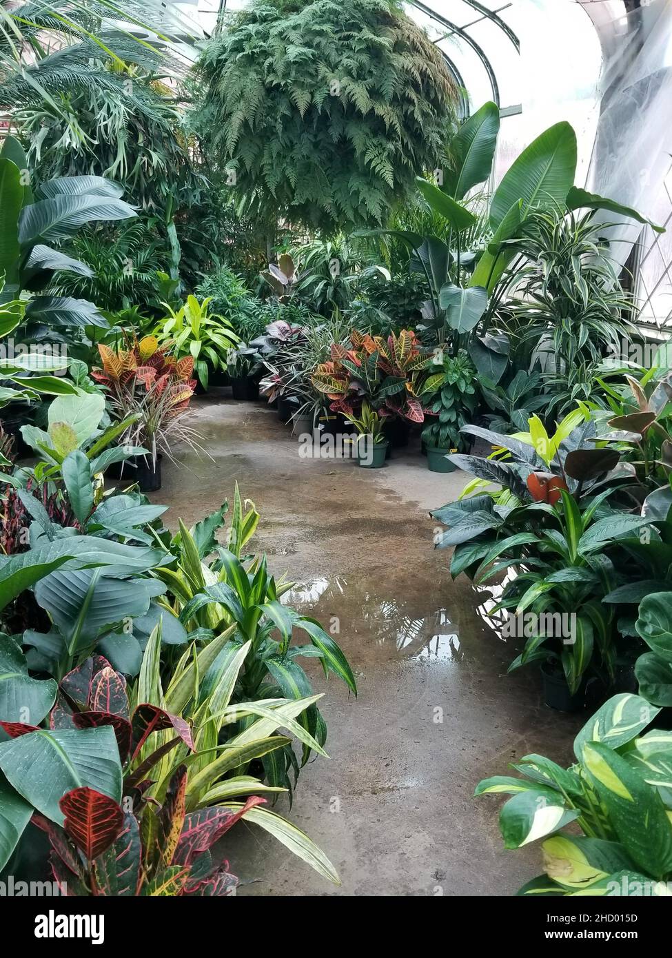A greenhouse with many tropical plants on the floor Stock Photo - Alamy