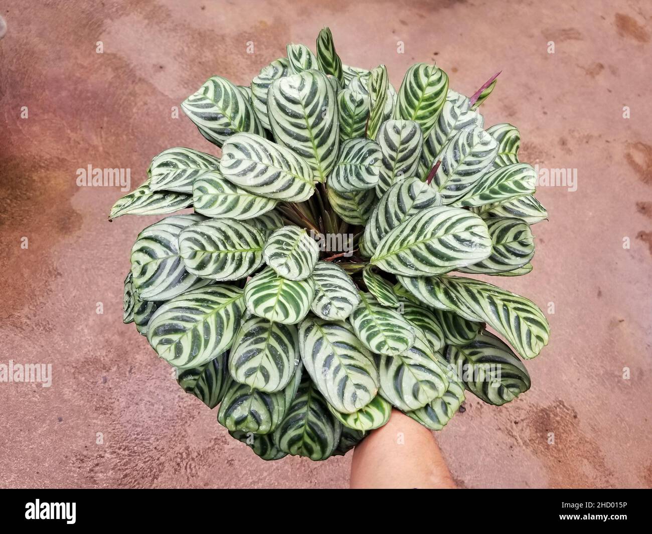 Beautiful leaves of Calathea Stromanthe Burle Marx Stock Photo
