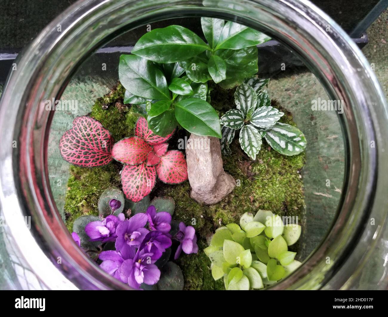 Colorful tropical plants inside a glass terrarium Stock Photo
