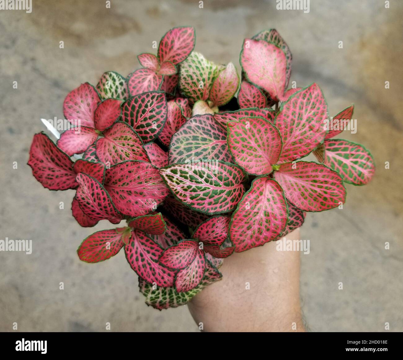 Fittonia Red, a tropical plants for a glass terrarium Stock Photo