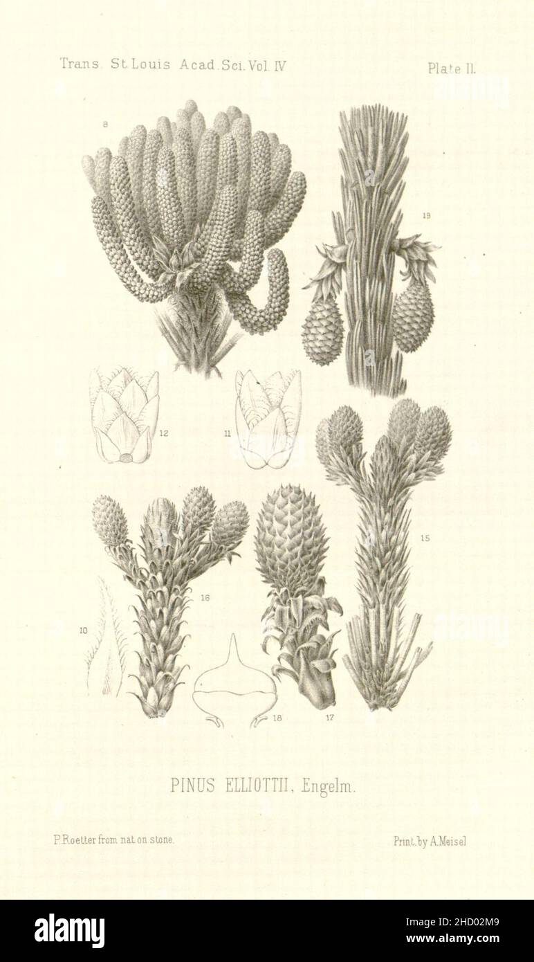 Revision of the genus Pinus (Plate II) Stock Photo