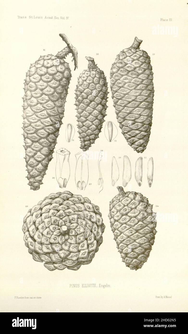 Revision of the genus Pinus (Plate III) Stock Photo