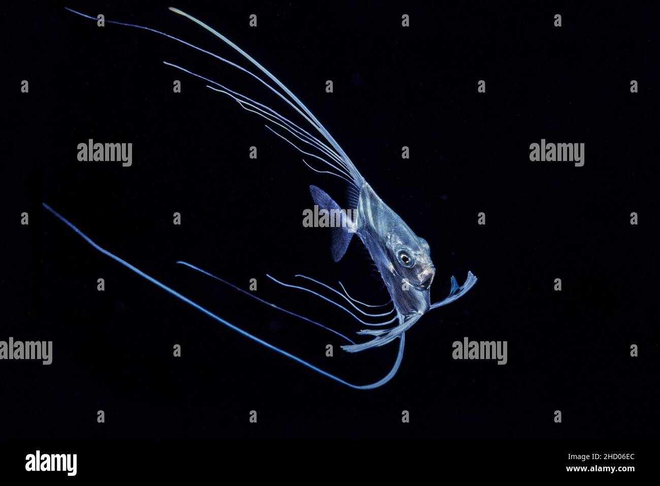 This juvinile threadfin jack, Alectis ciliaris, was photographed at