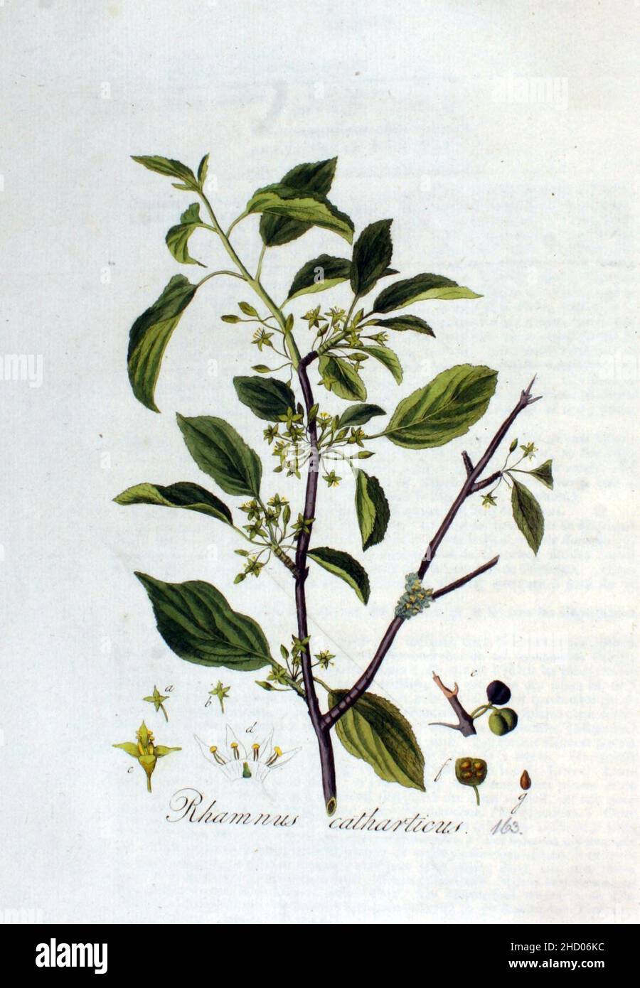 Rhamnus catharticus — Flora Batava — Volume v3. Stock Photo