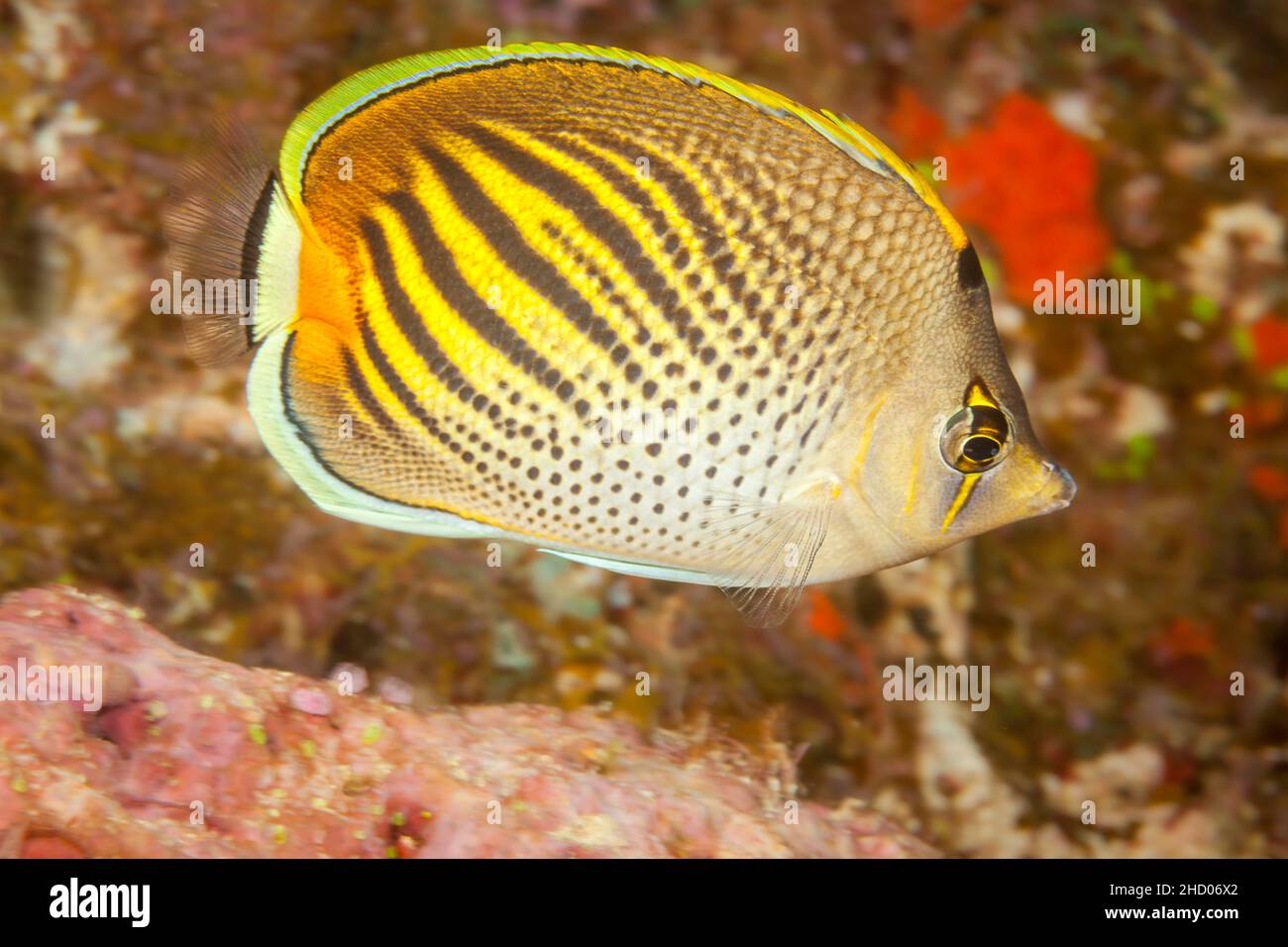 The dot and dash butterflyfish, Chaetodon pelewensis, is usually found in pairs on the outer reefs down to 100 feet, Fiji. Stock Photo