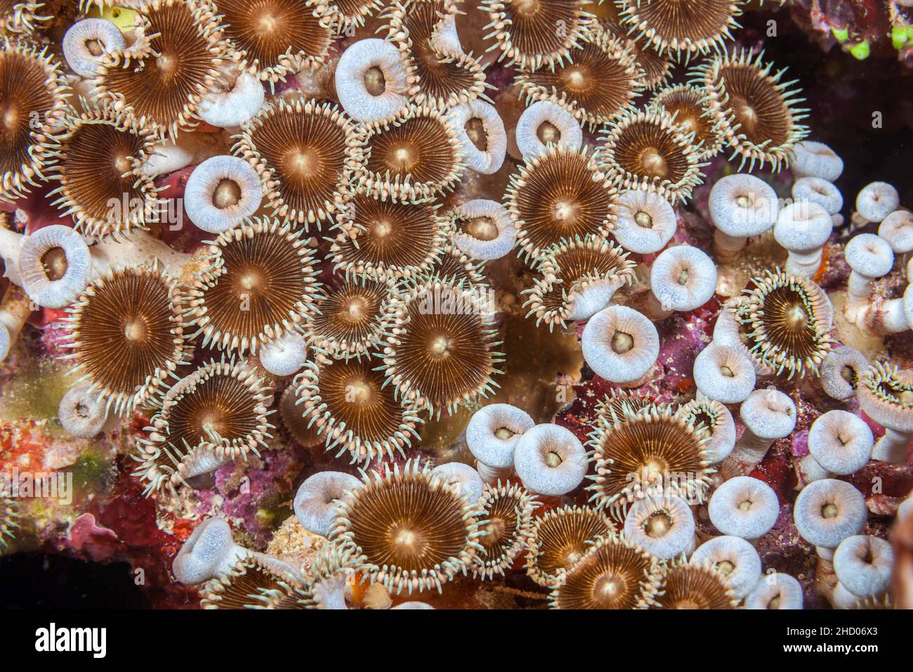 Colonial zoanthids, Protopalythoa sp, are often mistaken for anemones of which they are closely related, Fiji. Stock Photo