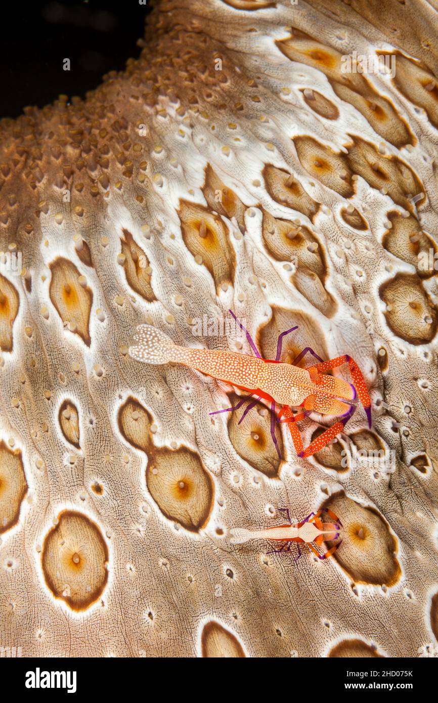 The larger of these two imperial shrimp, Periclimenes imperator, is the female and less than an inch long and on a sea cucumber, Bohadschia argus, Fij Stock Photo