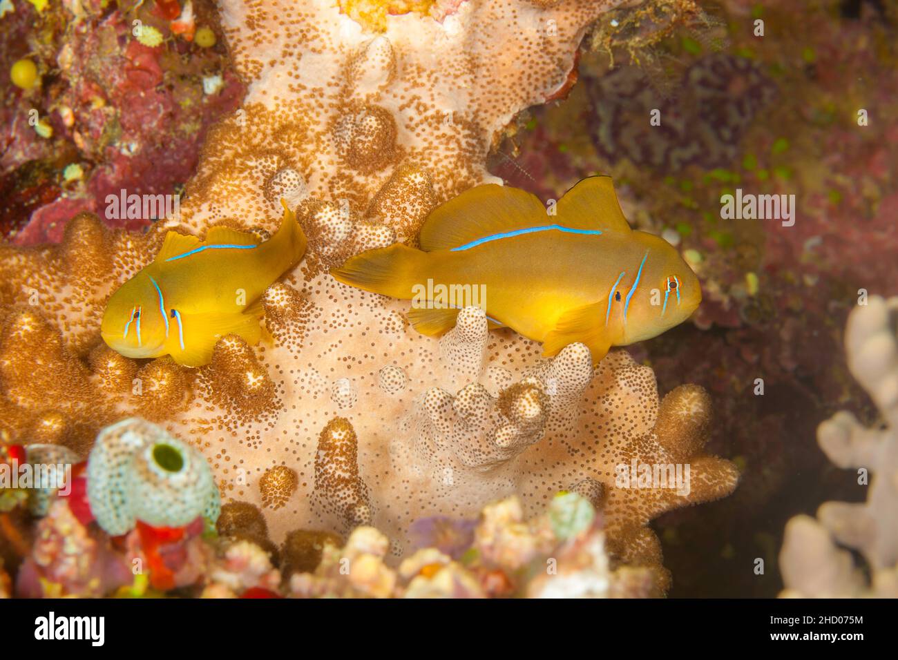 The Citron Goby, Gobiodon citrinus, is also referred to as the Citrin or Clown Goby. This is a difficult species to find on the reef.  Fiji. Stock Photo