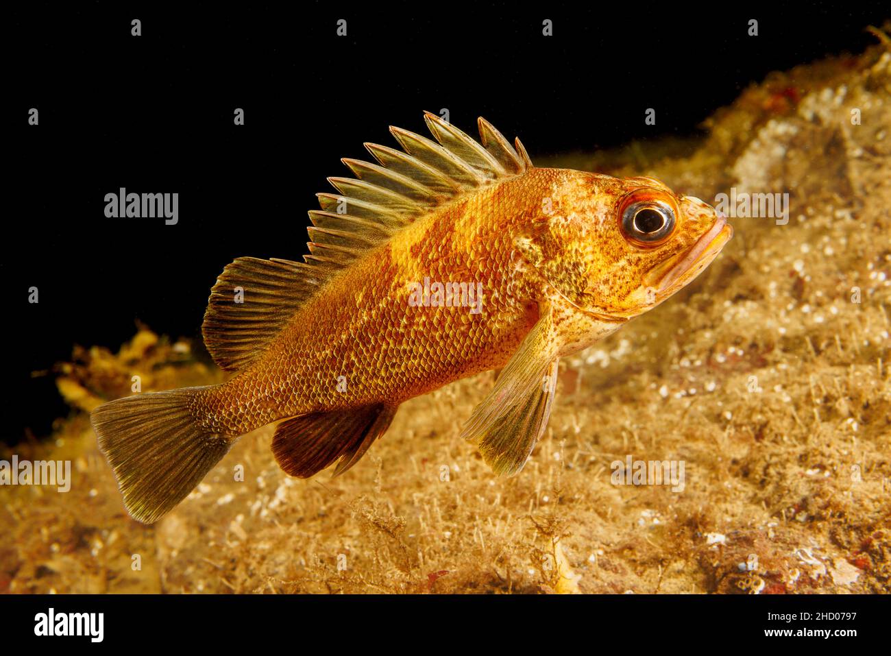 Portrait of a quillback rockfish, Sebastes maliger, with characteristic