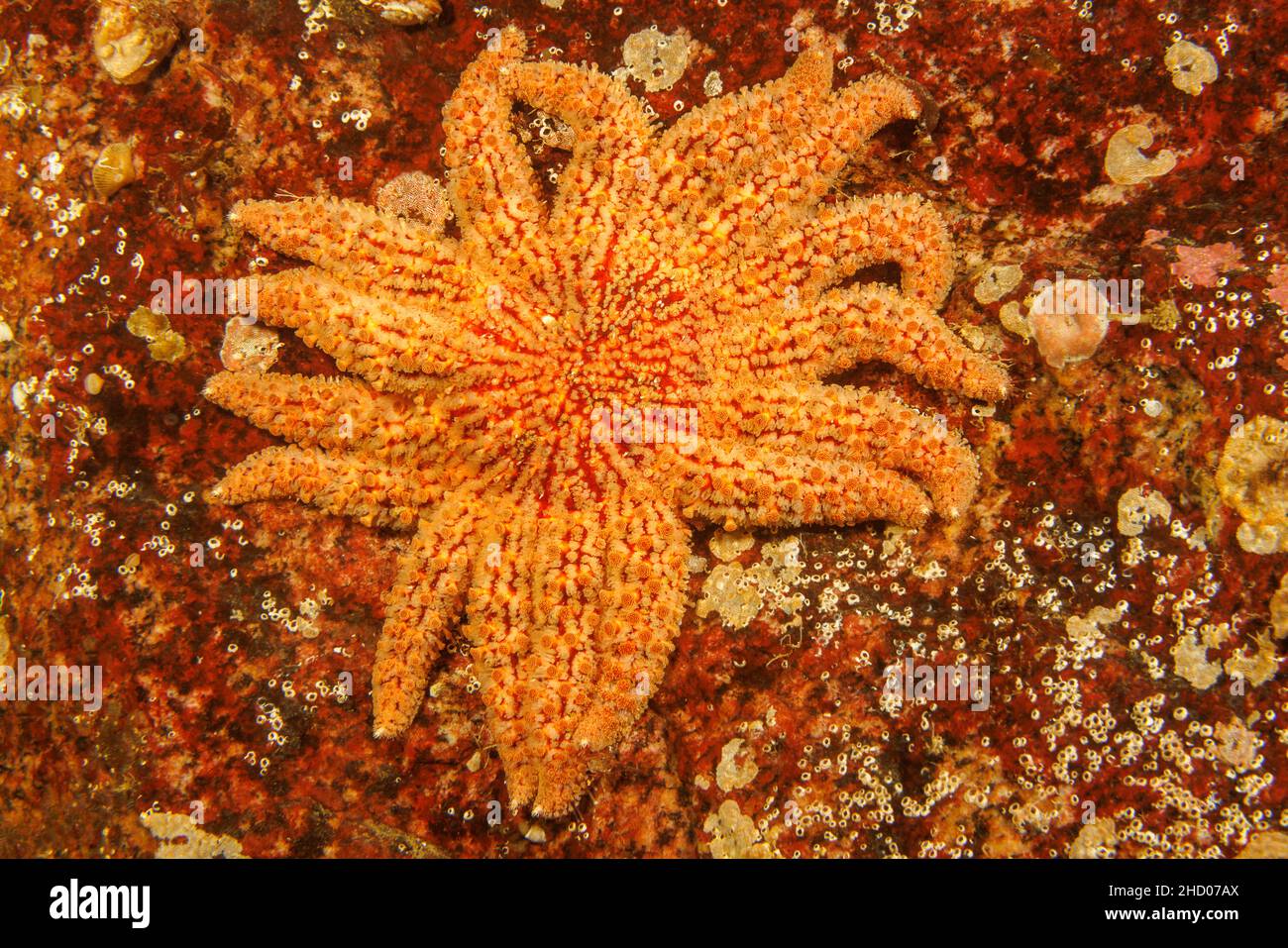 The sunflower star, Pycnopodia helianthoides, is the largest of seastars. Since 2013 a wasting disease has reduced their numbers by over 90% and they Stock Photo
