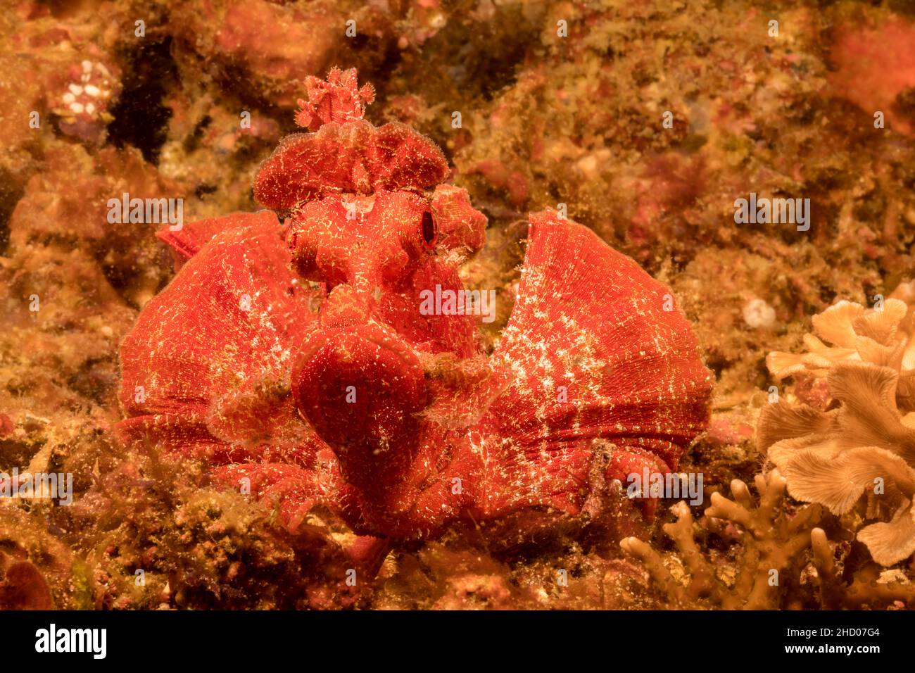 A red paddle-flap scorpionfish, Rhinopias eschmeyeri, Philippines. Stock Photo