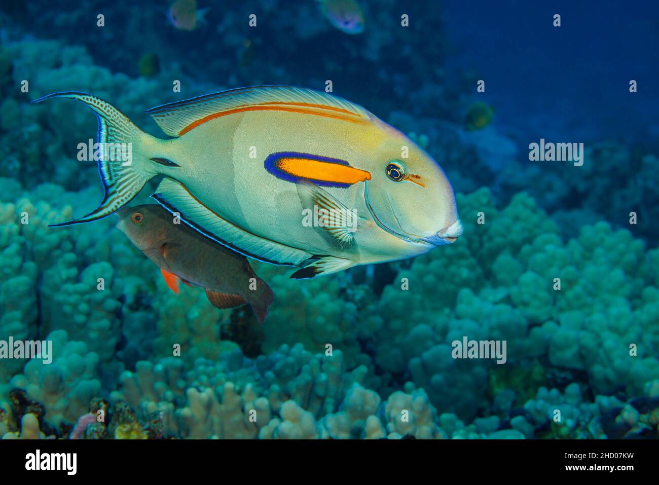 This orangeband surgeonfish, Acanthurus olivaceus, has brightened its color to expose any parasites to a nearby cleaner wrasse in hopes of attracting Stock Photo