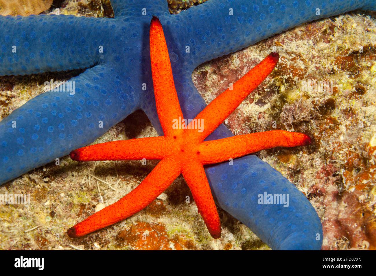 A blue seastar - starfish, Linckia laevigata, and an orange Luzon sea star, Echinaster luzonicus, off Vanua Levu Island, Fiji. Stock Photo