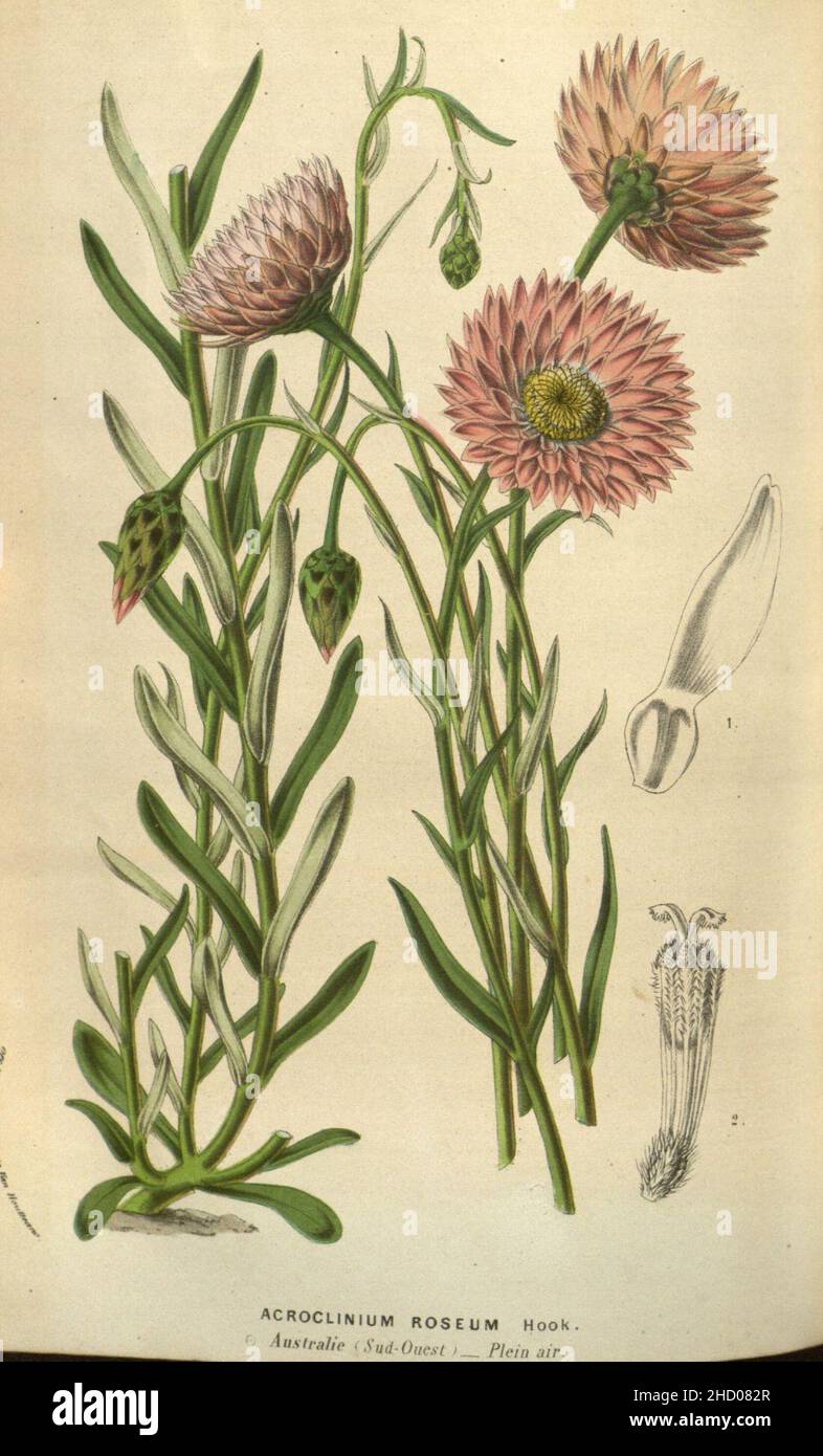 Rhodanthe chlorocephala ssp rosea. Stock Photo