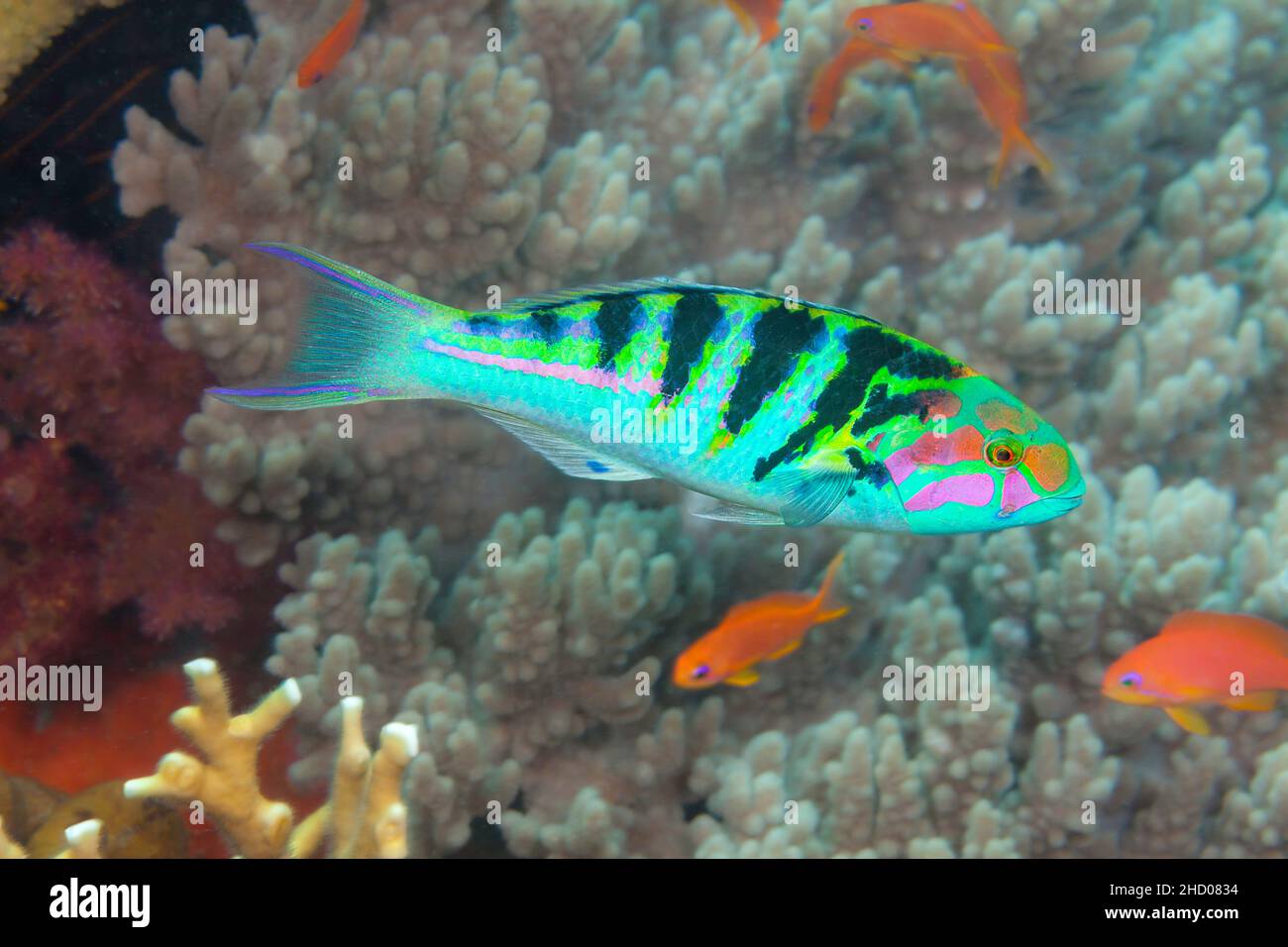 An adult sixbar wrasse, Thalassoma hardwicke, reaches 8 inches in length, Fiji. Stock Photo