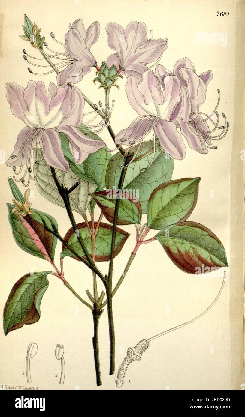 Rhododendron dilatatum hi-res stock photography and images - Alamy