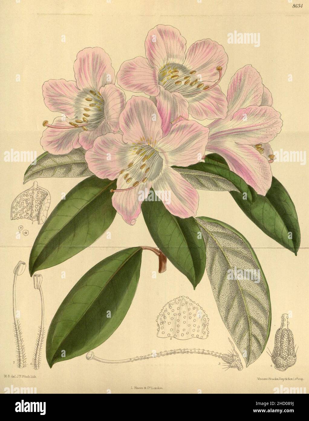 Rhododendron carneum 141-8634. Stock Photo
