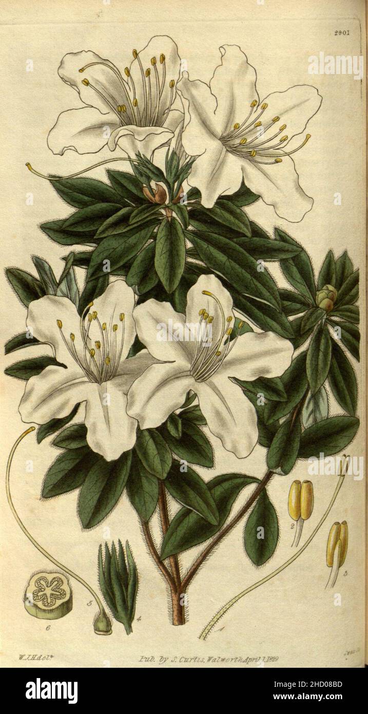 Rhododendron mucronatum 2. Stock Photo