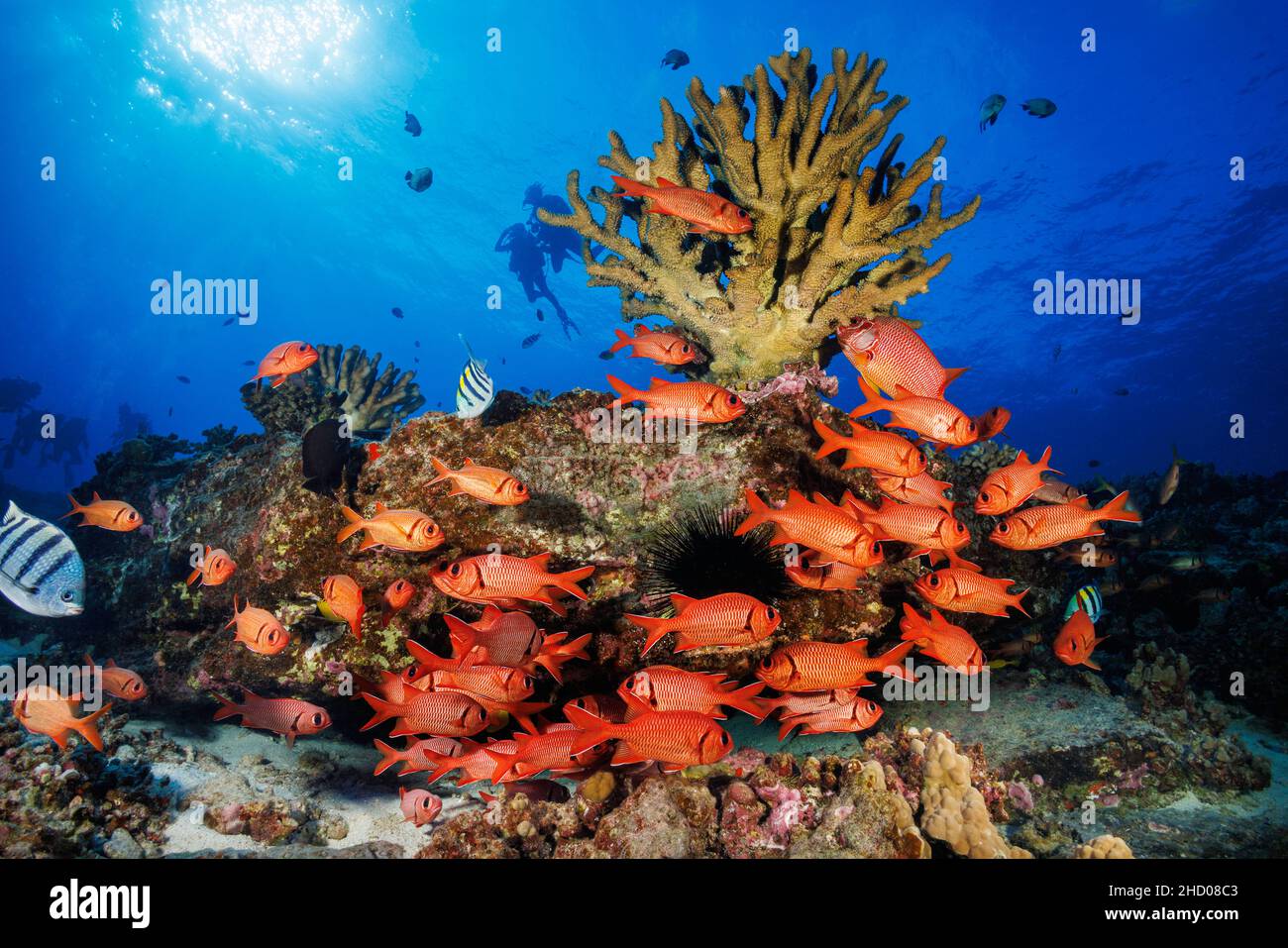 Divers (MR) and a school of shoulderbar soldierfish, Myripristis kuntee. Hawaii. Stock Photo