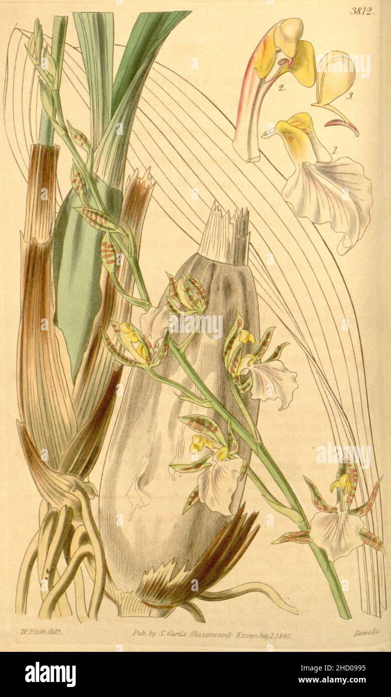Rhynchostele bictoniensis (as Zygopetalum africanum) - Curtis' 67 (N.S. 14) pl. 3812 (1841). Stock Photo