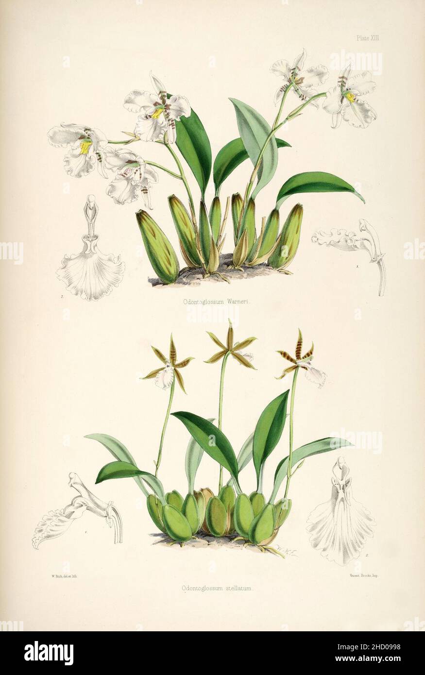 Rhynchostele rossii (as Odontoglossum warnerianum) and Rhynchostele stellata (as Odontoglossum stellatum) - pl. 13 - Bateman, Monogr.Odont. Stock Photo