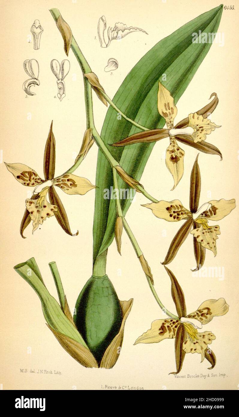 Rhynchostele maculata (as Odontoglossum maculatum) - Curtis' 105 (Ser. 3 no. 35) pl. 6455 (1879). Stock Photo