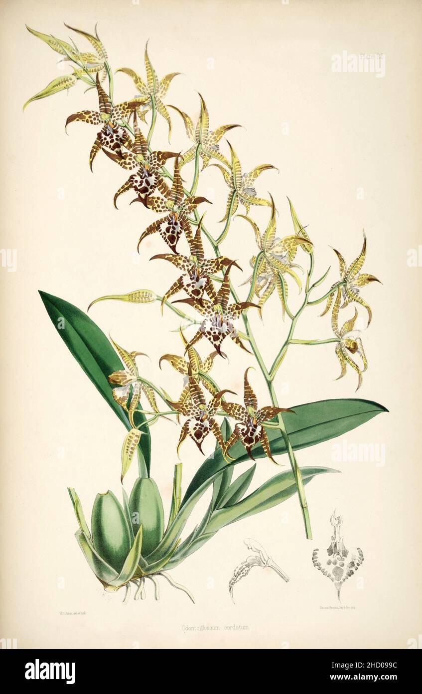 Rhynchostele cordata (as Odontoglossum cordatum) - pl. 25 - Bateman, Monogr.Odont. Stock Photo