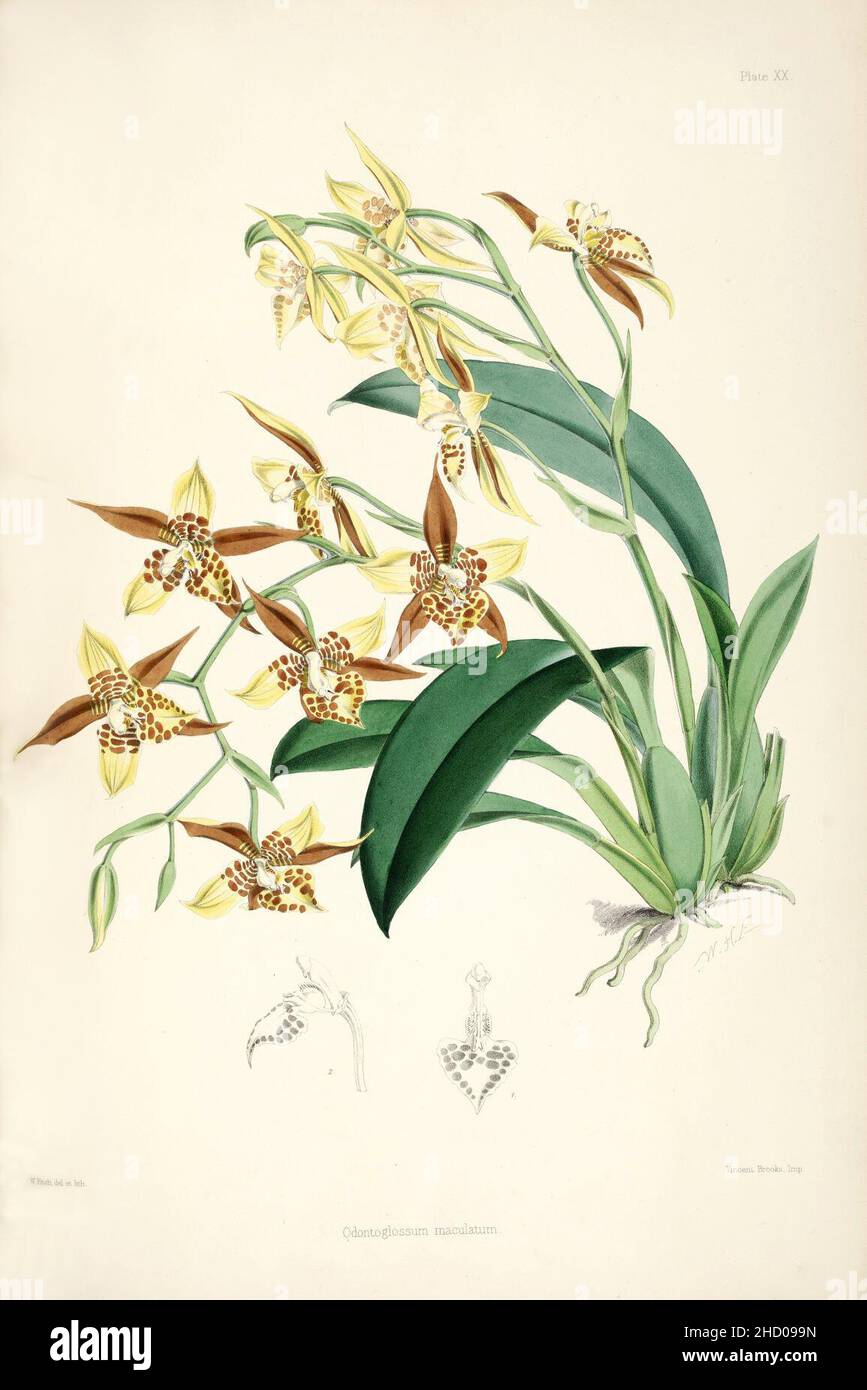 Rhynchostele maculata (as Odontoglossum maculatum) - pl. 20 - Bateman, Monogr.Odont. Stock Photo
