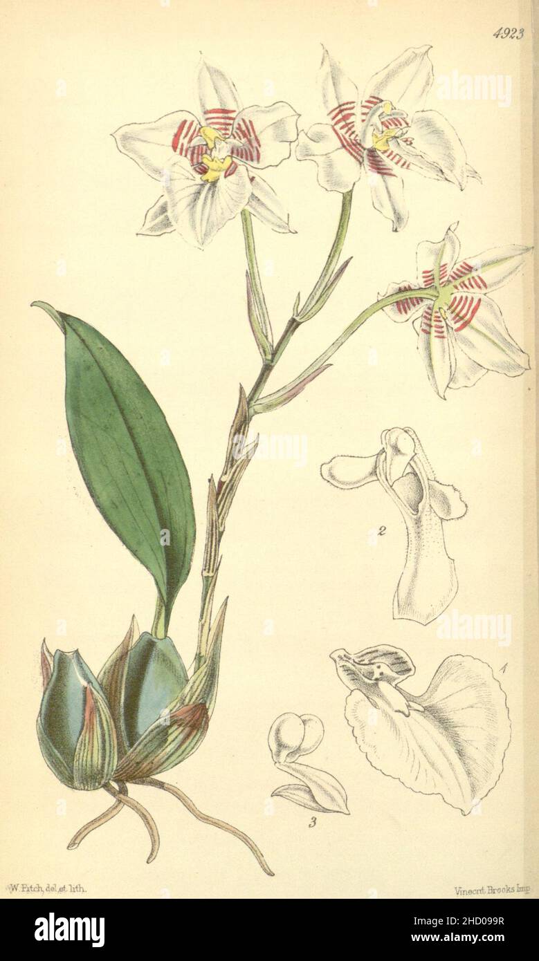 Rhynchostele cervantesii (as Odontoglossum membranaceum) - Curtis' 82 (Ser. 3 no. 12) pl. 4923 (1856). Stock Photo