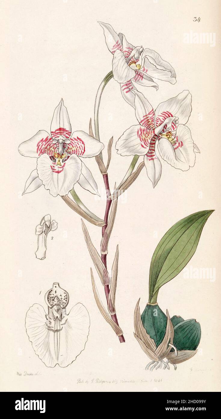Rhynchostele cervantesii (as Odontoglossum membranaceum) - Edwards vol 32 (NS 9) pl 34 (1846). Stock Photo