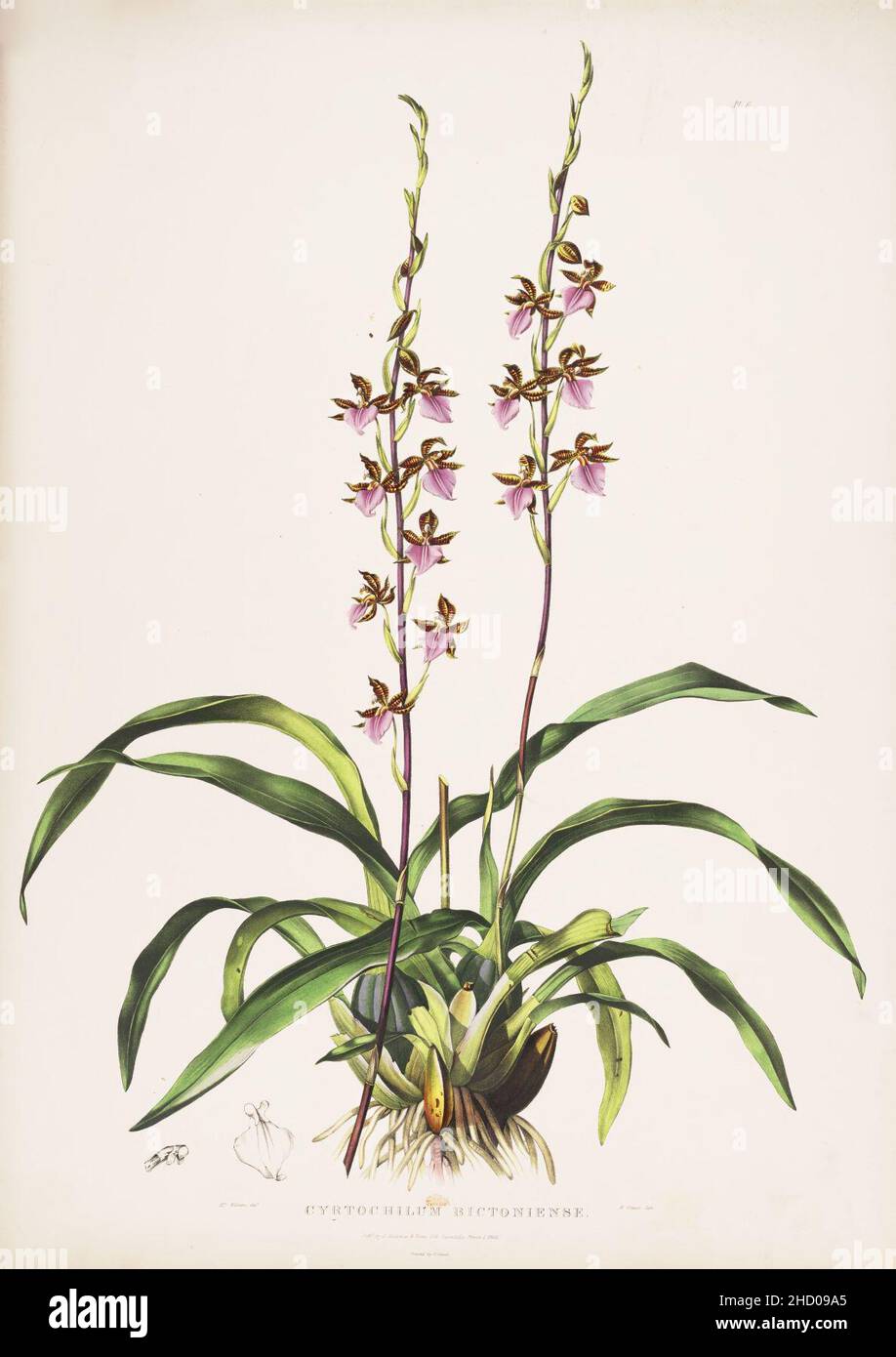 Rhynchostele bictoniensis (as Cyrtochilum bictoniense)-Bateman Orch. Mex. Guat. pl. 6 (1842). Stock Photo