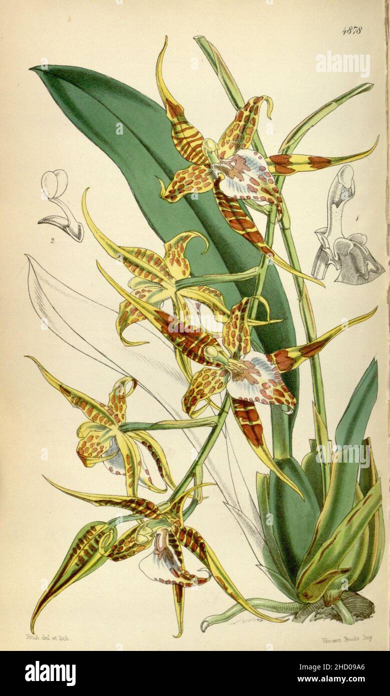 Rhynchostele cordata (as Odontoglossum maculatum) - Curtis' 81 (Ser. 3 no. 11) pl. 4878 (1855). Stock Photo