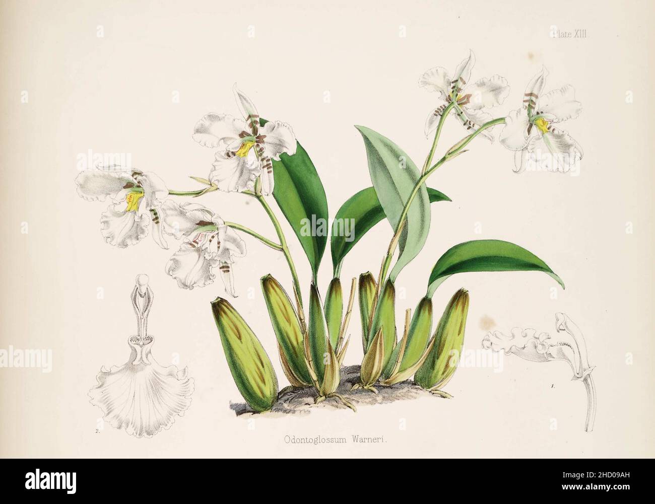 Rhynchostele rossii (as Odontoglossum warnerianum) - pl. 13, upper fig. - Bateman, Monogr.Odont. Stock Photo