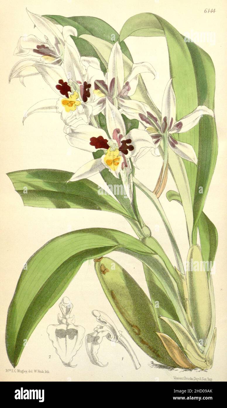 Rhynchostele madrensis (as Odontoglossum maxillare) - Curtis' 101 (Ser. 3 no. 31) pl. 6144 (1875). Stock Photo