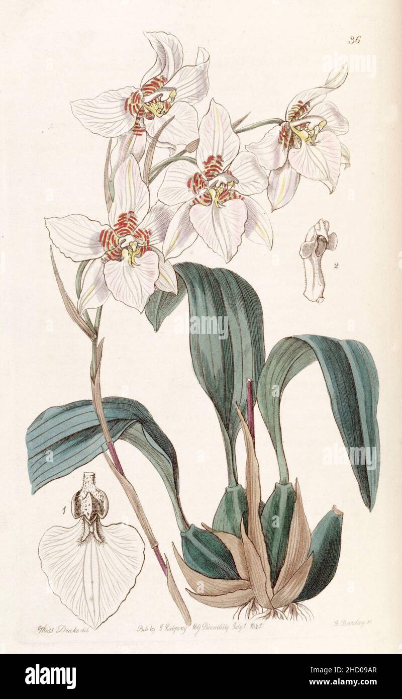 Rhynchostele cervantesii (as Odontoglossum cervantesii) - Edwards vol 31 (NS 8) pl 36. Stock Photo