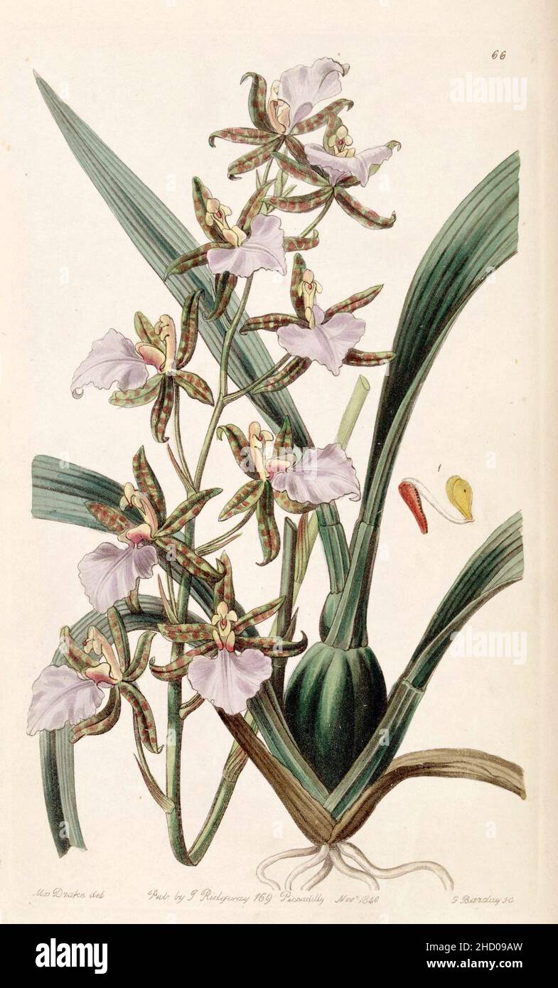 Rhynchostele bictoniensis or Odontoglossum bictoniense - Edwards vol 26 (NS 3) pl 66 (1840). Stock Photo