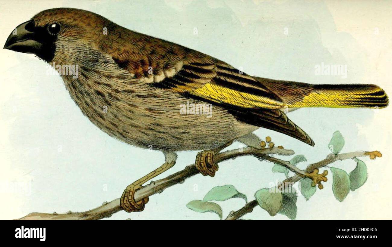 Rhynchostruthus hires stock photography and images Alamy