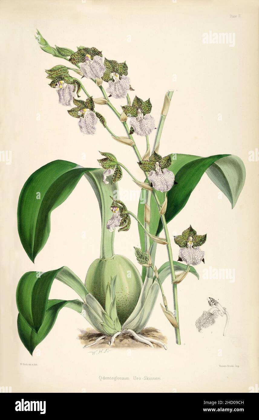 Rhynchostele uroskinneri (as Odontoglossum uroskinneri) - pl. 2 - Bateman - A Monograph of Odontoglossum. Stock Photo