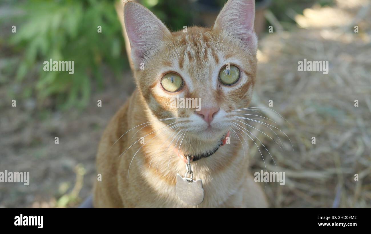 Orange color tabby cat resting and looking up on yellow bale of straw, The behavior of pets Stock Photo