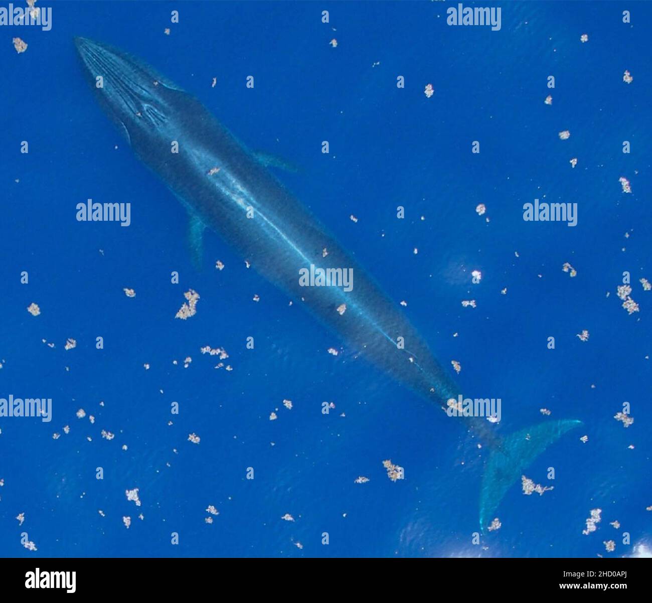 Rice's whale hi-res stock photography and images - Alamy