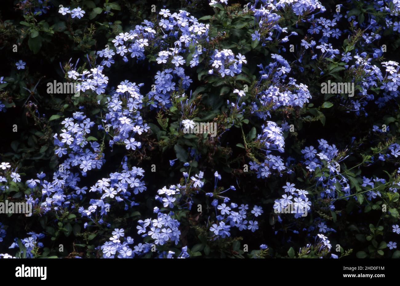 Plumbago auriculata, the cape leadwort, blue plumbago or Cape plumbago. Stock Photo