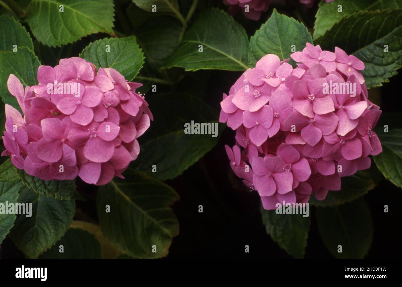 PINK HYDRANGEA MACROPHYLLA FLOWERHEADS IN FULL BLOOM. Stock Photo