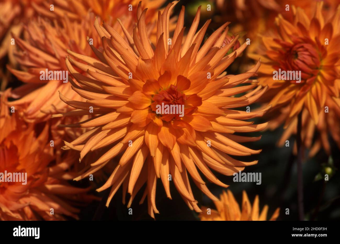 ORANGE CACTUS DAHLIA FLOWERS Stock Photo