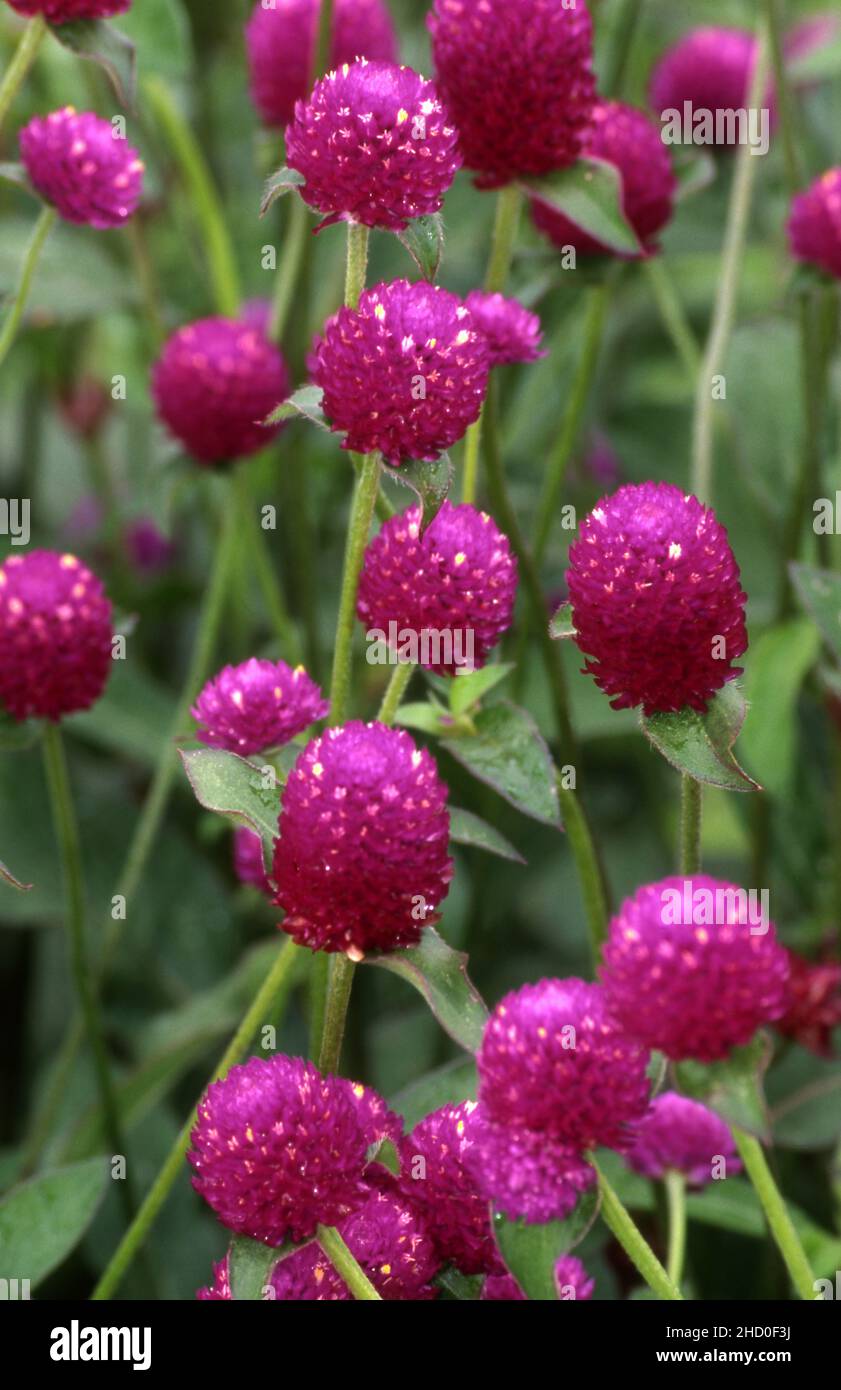 Gomphrena globosa, commonly known as globe amaranth, is an edible plant from the family Amaranthaceae. Stock Photo